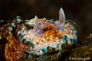 Lembeh Strait-Glossodoris Cincta with split rhinophore,no... by Richard Goluch 